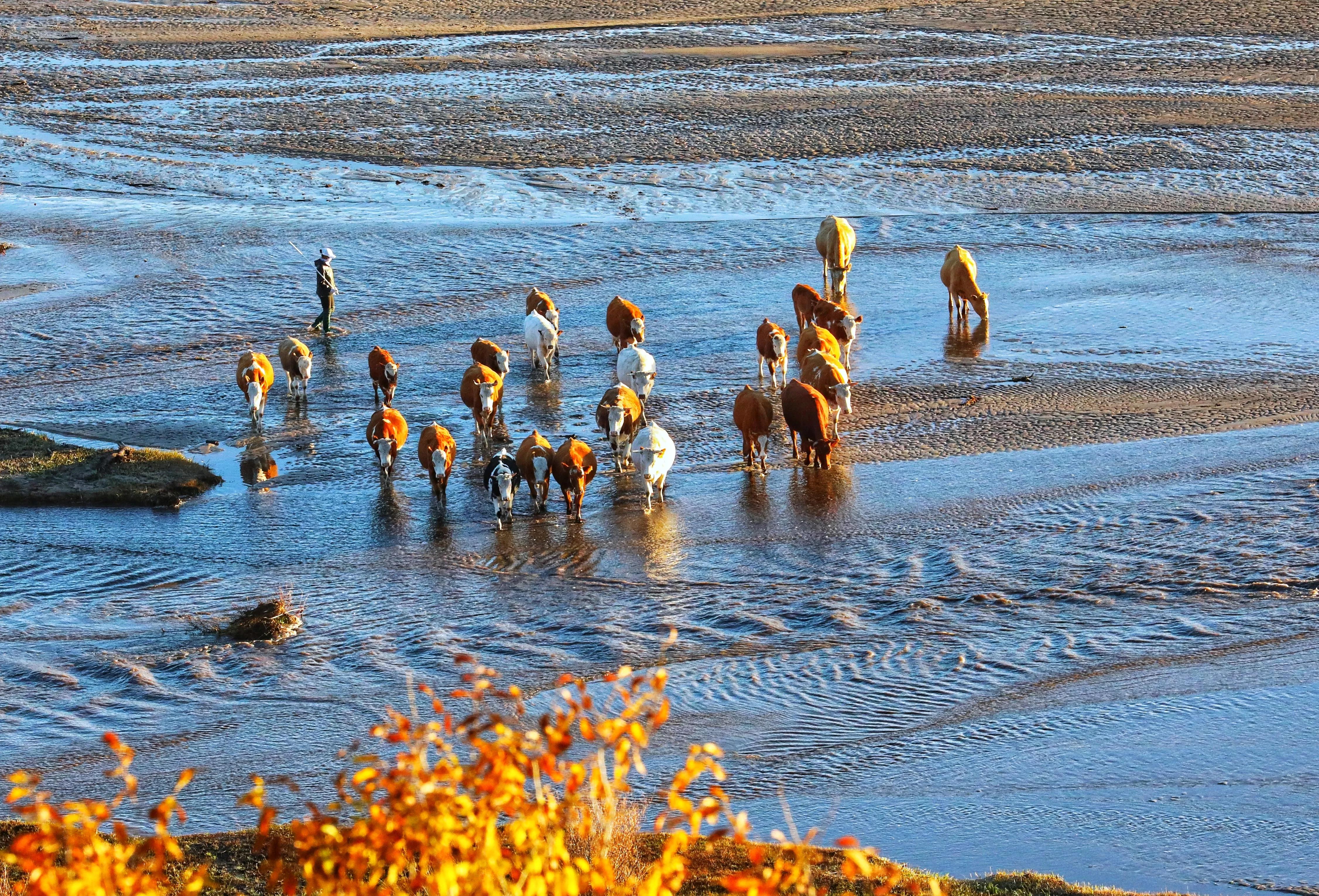 坝上秋色草原,坝上草原游记作文