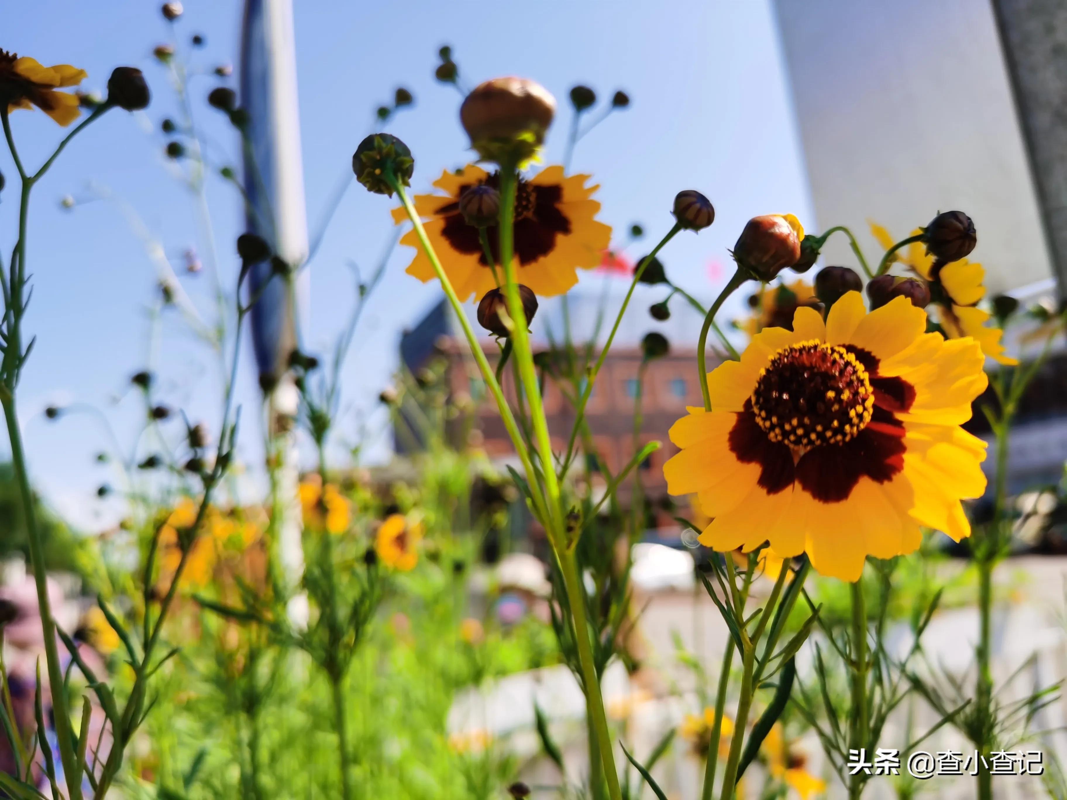 如果是你遇到这样的事你会怎么做,如果你遇见了这种事你会怎么做