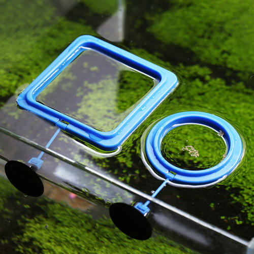 新手养鱼正确的开缸方式,新手养鱼不会开缸我来教你