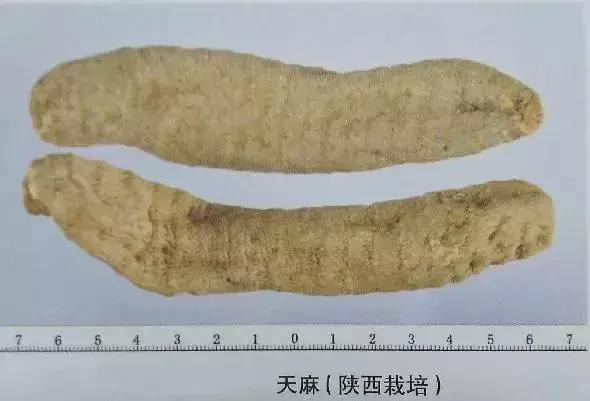 天麻的性状鉴别是什么,天麻的道地药材