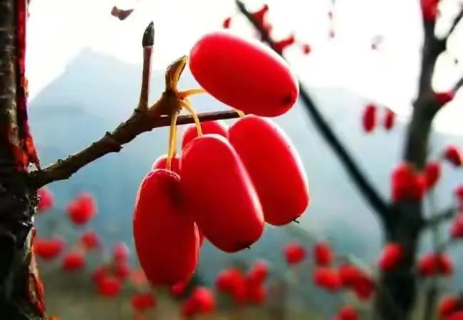 80后90后农村儿时零食野果,在海南儿时吃的野果还记得几种