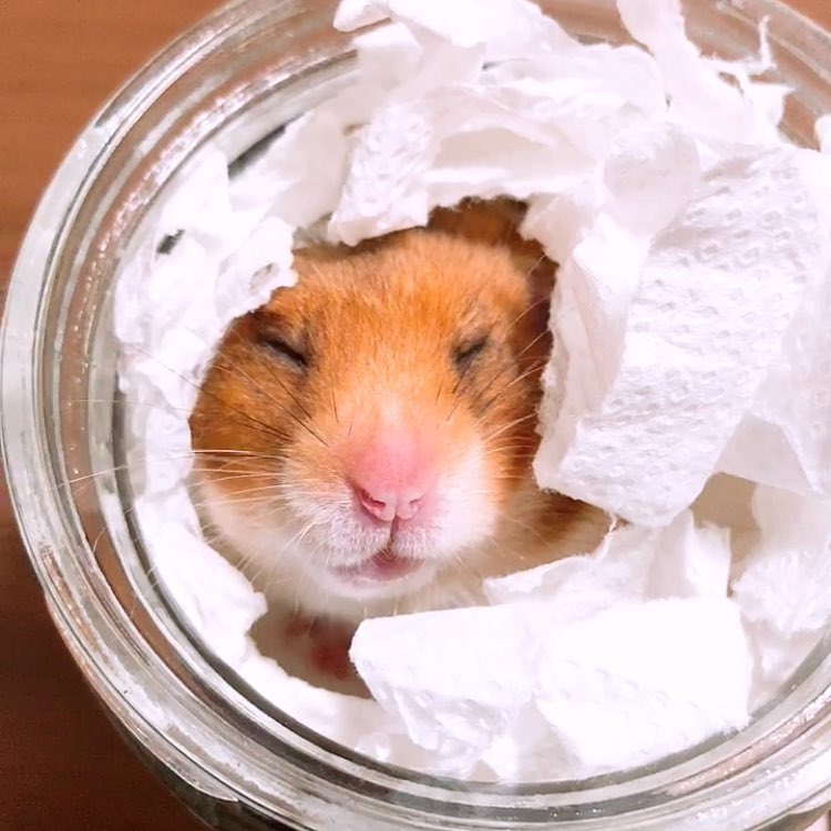 仓鼠怎么养才能防止冬眠,仓鼠怎么养才不会冬眠