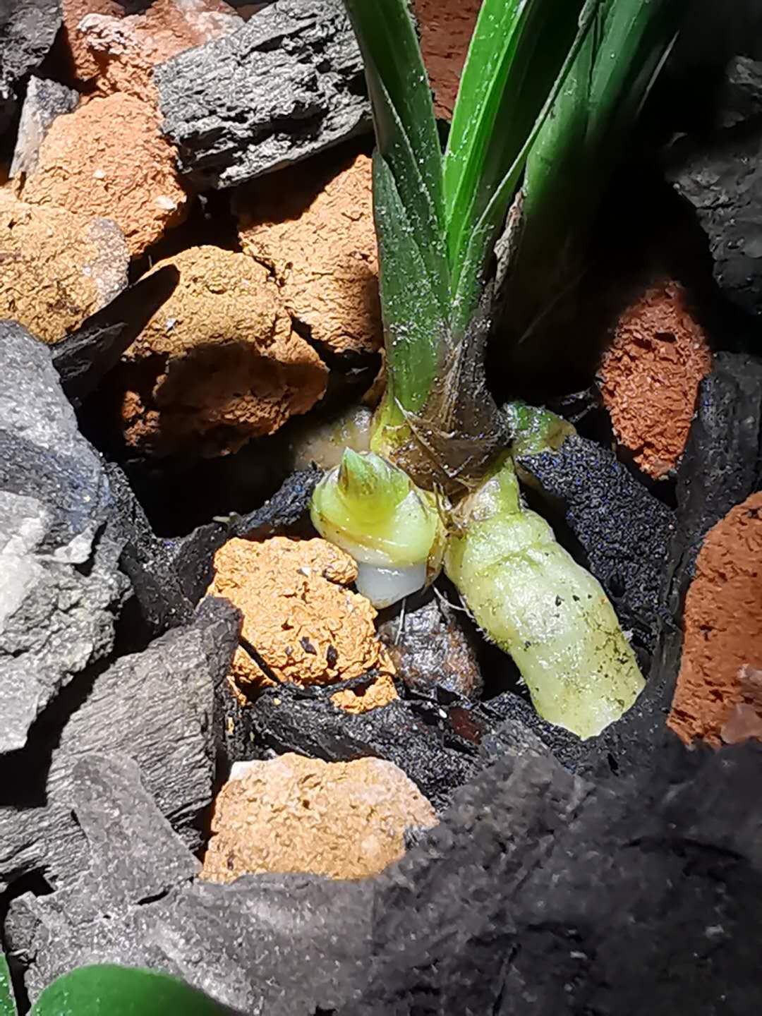 641:如出一辙的源头造假草与骗人手法