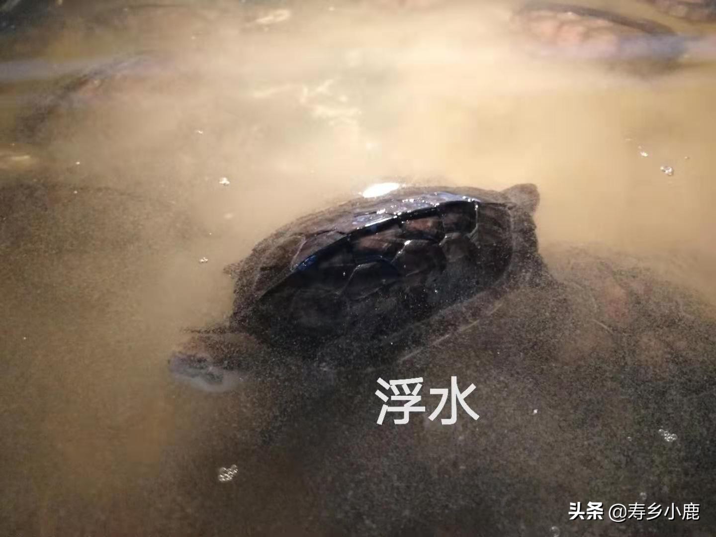 龟苗老是浮水是什么情况,龟怎样才算浮水