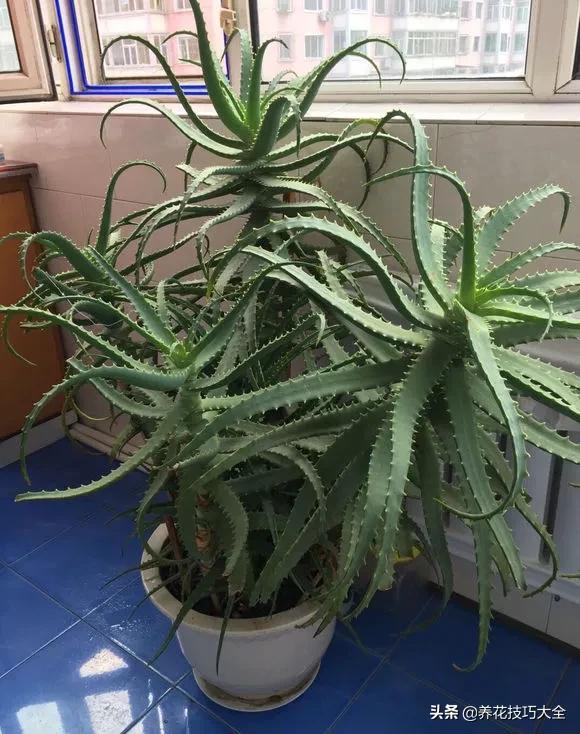 长寿花很多枝头怎么修剪变成老桩,长寿花2年了枝干长成老桩了