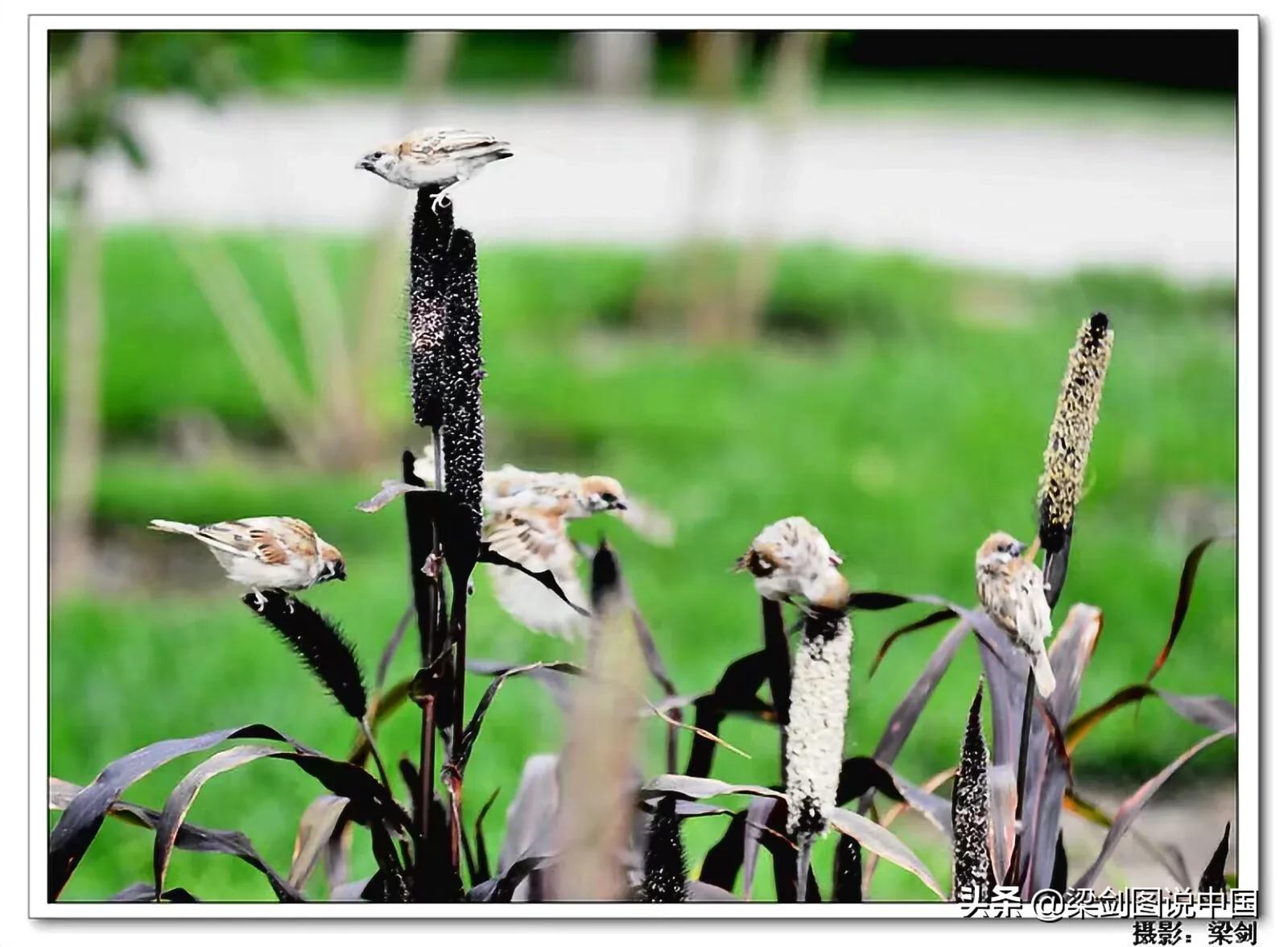 禁止野生动物保护环境人人有责,保护生态环境禁止野生动物上餐桌