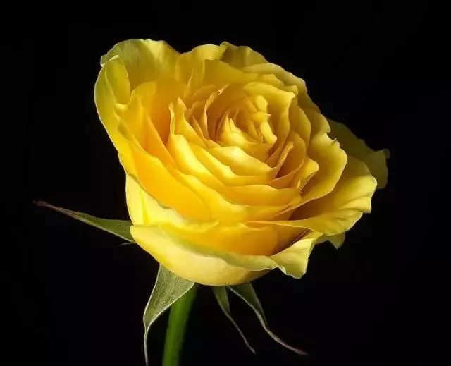 一万年一次的2020520;一起认识100种玫瑰~别送错啊