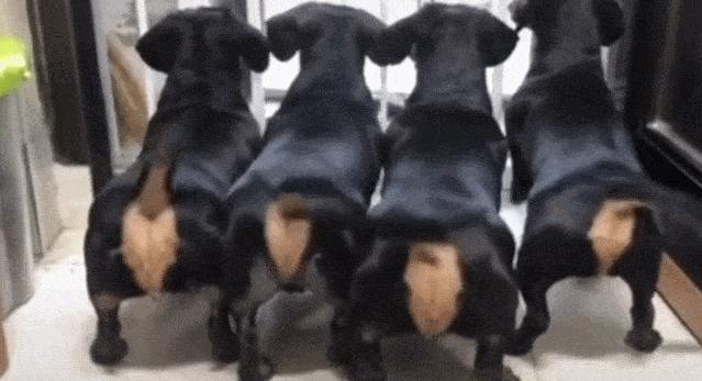 新手便宜好养活的狗有几种,十种便宜好养的小型宠物狗