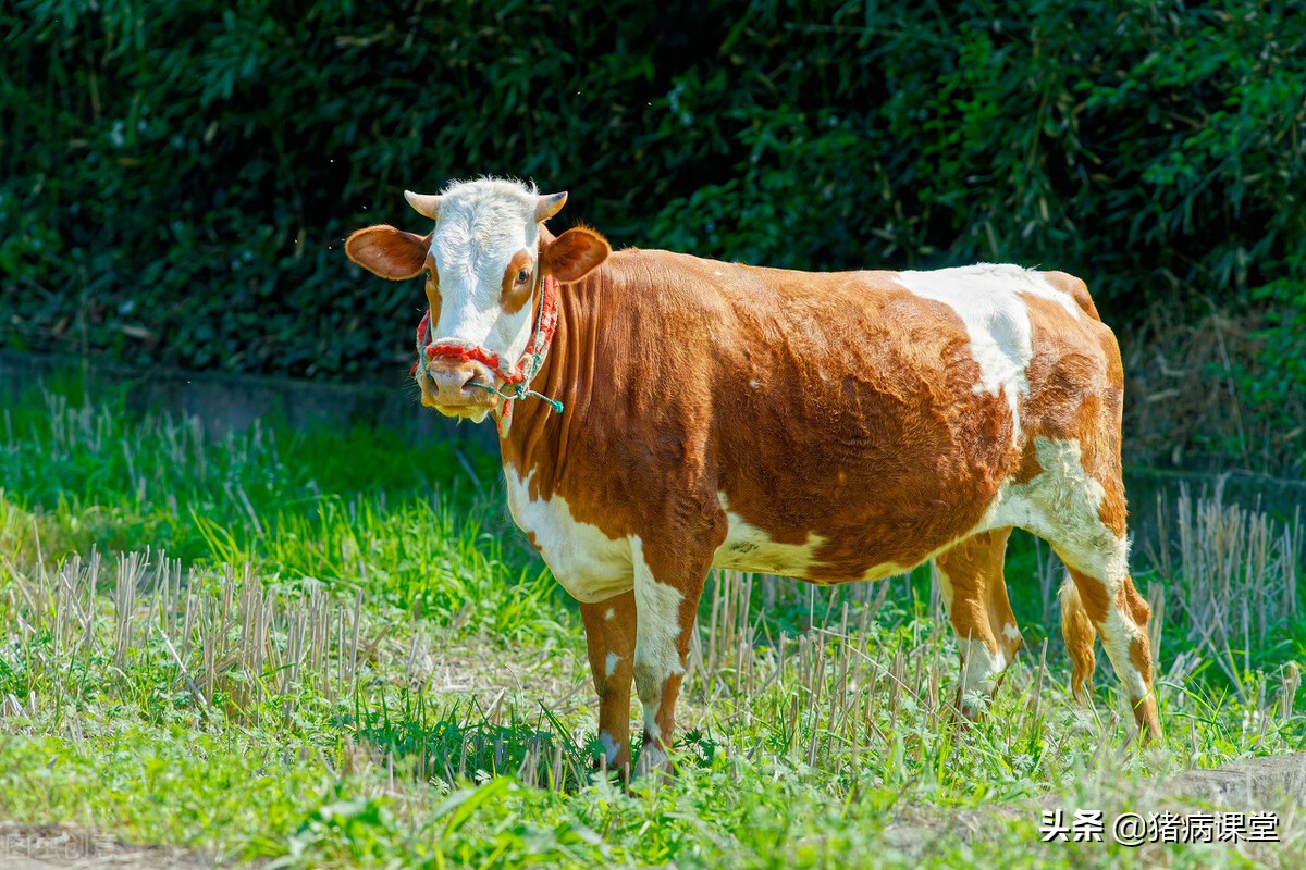 牛胸膜肺炎与支原体肺炎的区别,牛传染性胸膜肺炎中药治疗方法