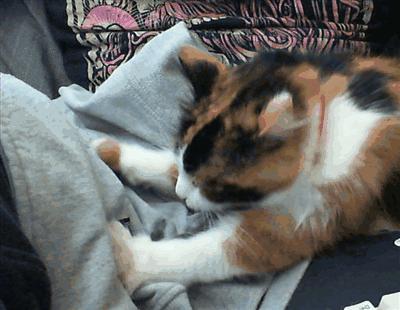 猫咪马杀鸡的视频,猫咪马杀鸡需要办卡吗