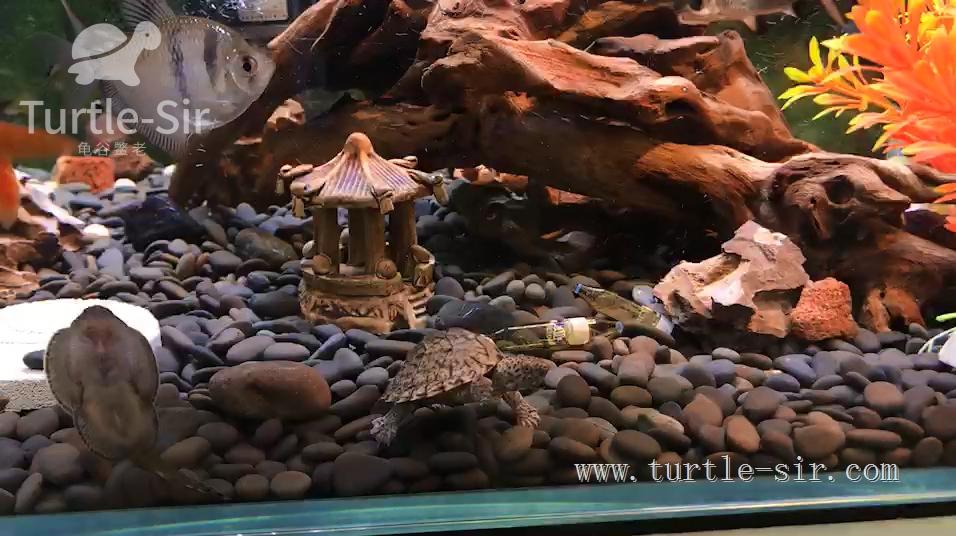 养龟之道如何掌握适宜龟缸水位,养龟如何判断龟缸水质好坏