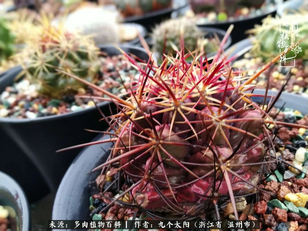 景天、球和龙舌兰，只要是多肉，都喜爱