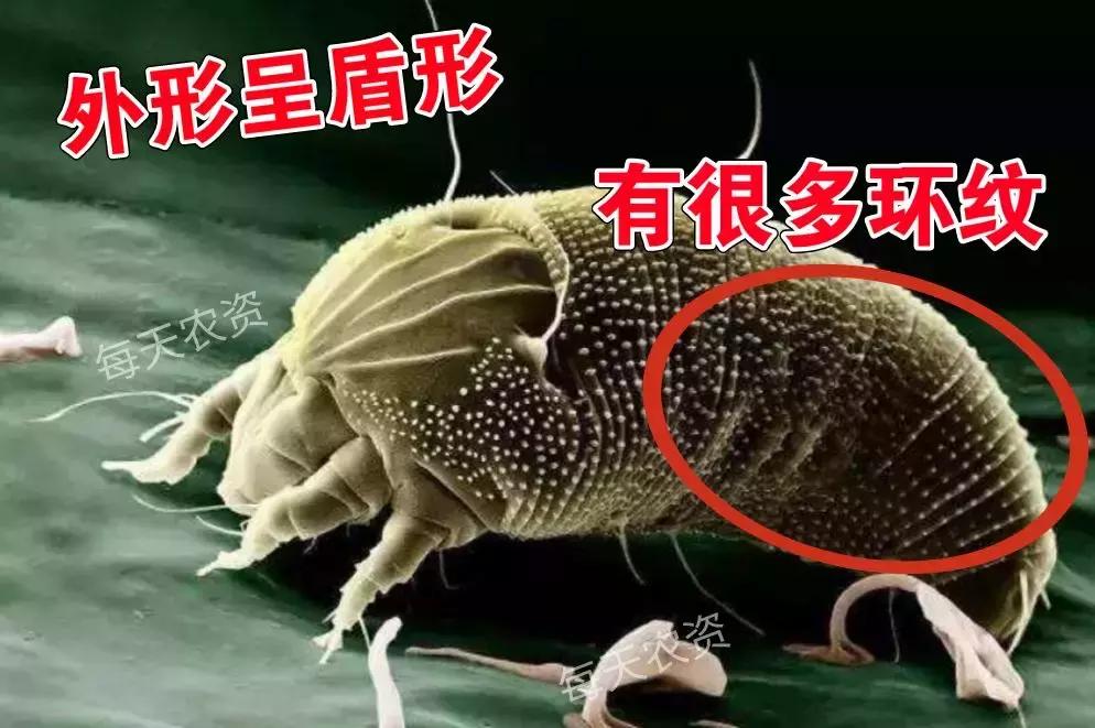 螨类害虫什么时候发生,螨类害虫有哪些特征