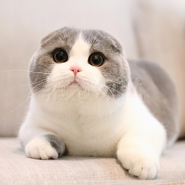 宠物猫名字大全洋气女宝宝,宠物猫起名字大全