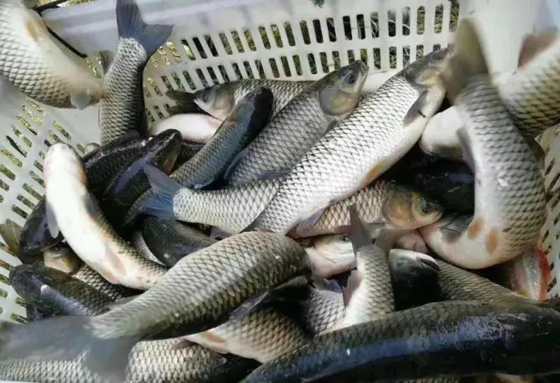 养好草鱼,鱼缸养草鱼多长时间能养好