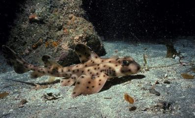 观赏淡水小鲨鱼种类及图片,海洋馆鲨鱼的种类名字