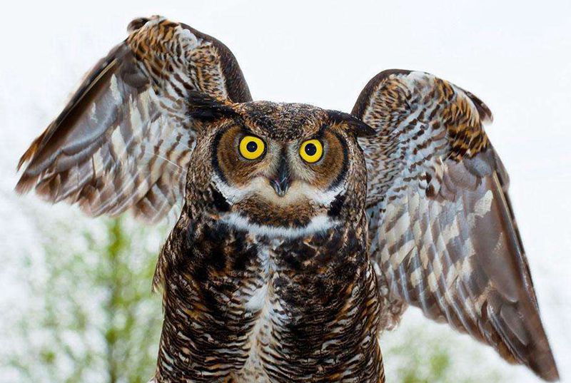 养猫头鹰猫头鹰会认主人吗,有可以当宠物养的猫头鹰吗