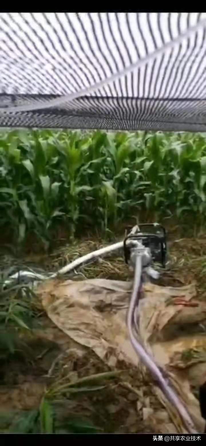 河北行唐：大姜地被淹，如何处理？