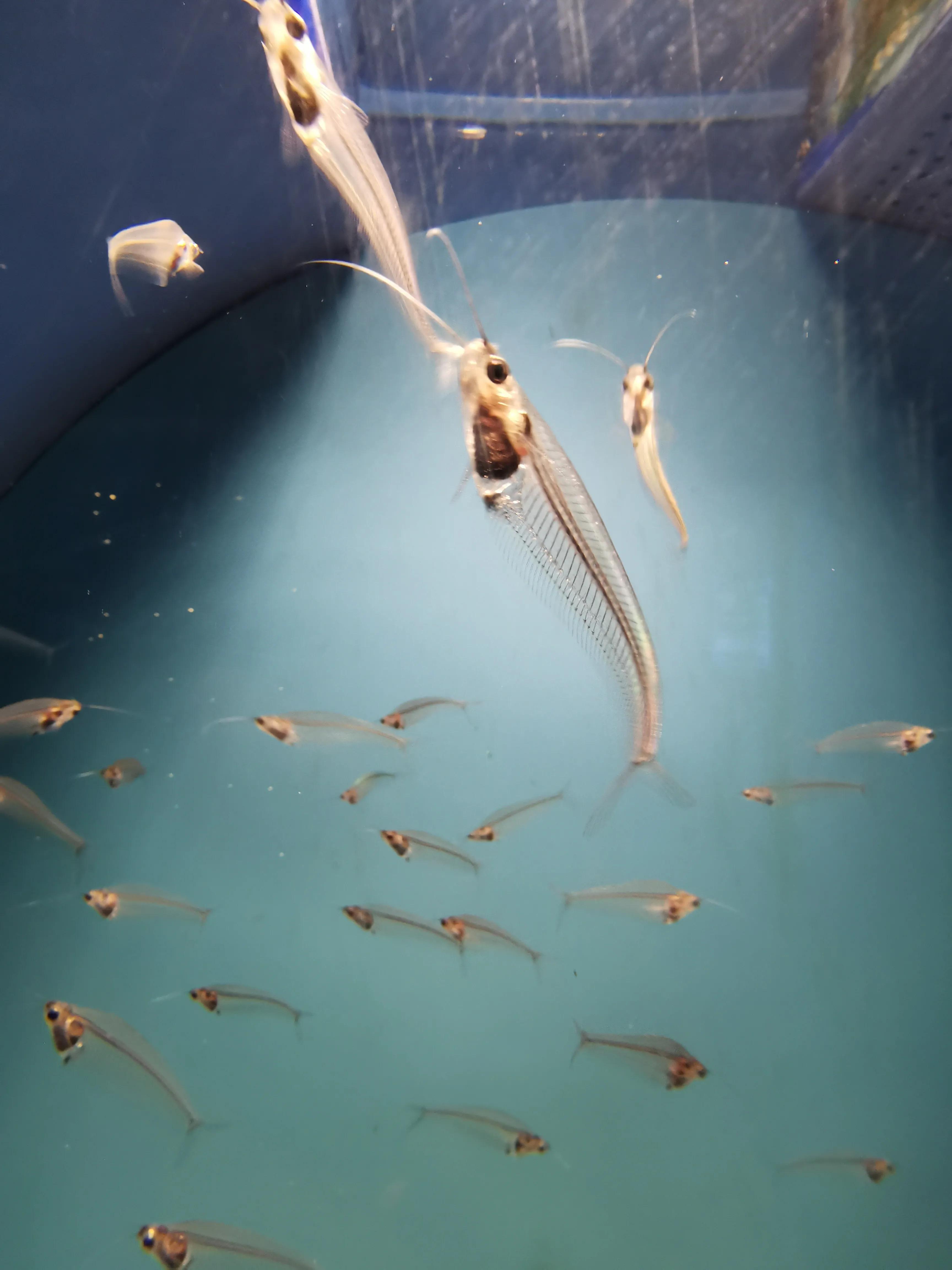 璧拌繘娴锋磱鍔ㄧ墿娴峰簳涓栫晫,鍙傝娴峰簳涓栫晫娴锋磱鍔ㄧ墿瑙嗛