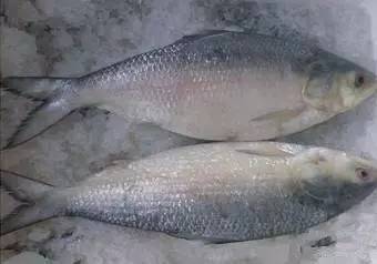 史上最全海鲜视频,史上最全海鲜贝类大全