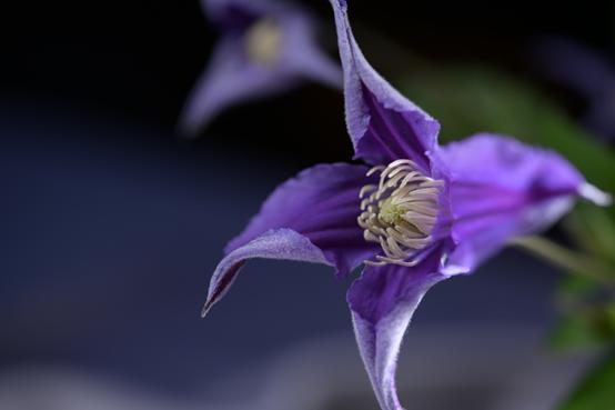 用好灯光家装效果倍增,如何用水珠使花卉更生动