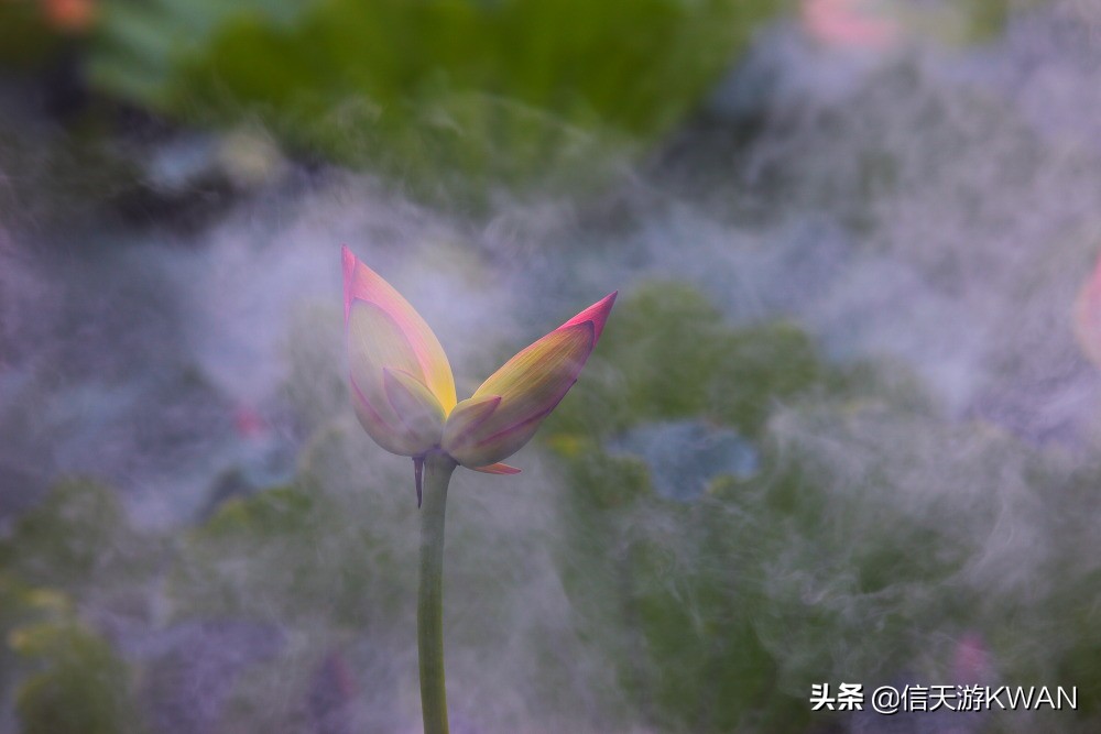 澶忚嚦宸茶嚦鑽疯姳鏅偣 (澶忚嚦宸茶嚦閭ｅ氨蹇樺嵈鐐庣儹鍘昏祻鑺卞惂)