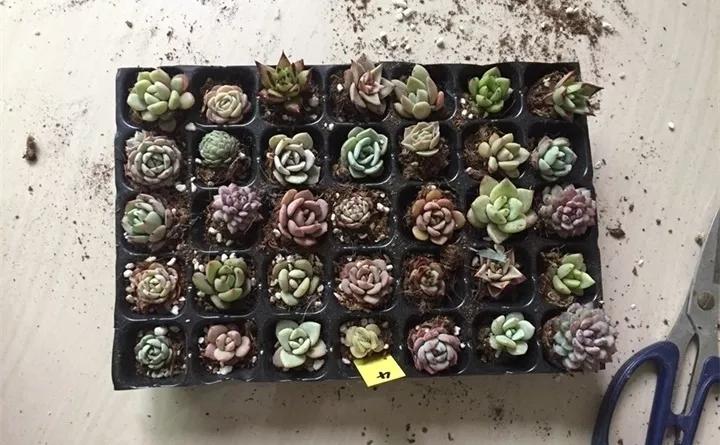 盆栽花发蔫什么原因,买回来的花很快就蔫的原因