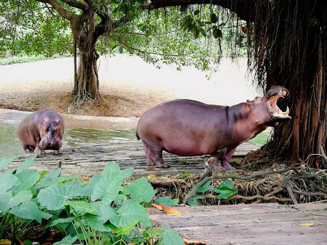 广州长隆动物园最全游玩攻略成人,去广州长隆野生动物园玩真实视频