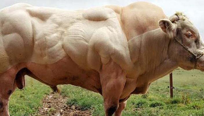 比利时肌肉牛视频大全,比利时人造肌肉牛