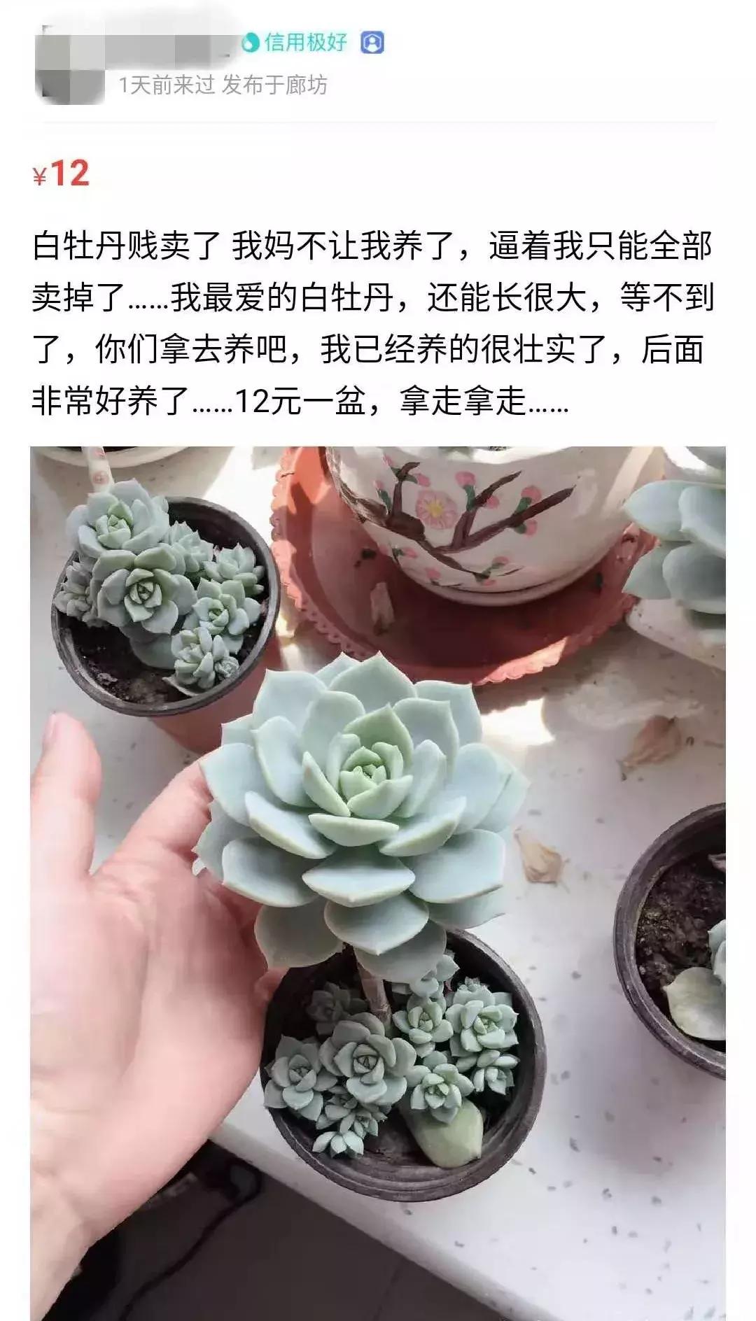 闲鱼搜索无用内容,闲鱼搜索成长的秘密