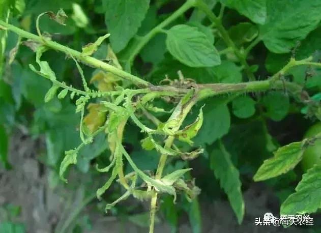 秋番茄病毒病爆发,钙防治番茄病毒病