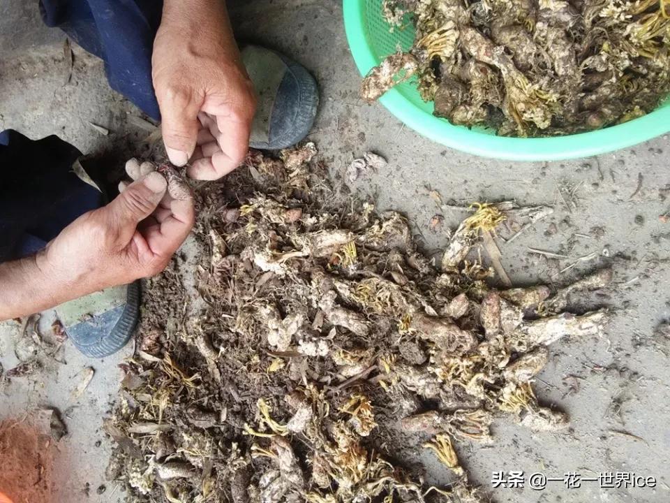 虫子被寄生,虫子被寄生蜂寄生