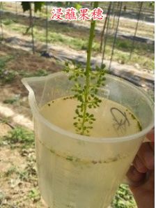 现在种植什么葡萄最赚钱,葡萄产业赚钱项目