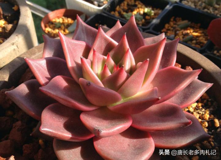 多肉黑王子哪个品种好,多肉黑王子该怎么养呢