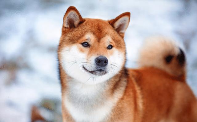 宠物狗口臭是什么原因引起的,宠物狗有口臭该怎么处理