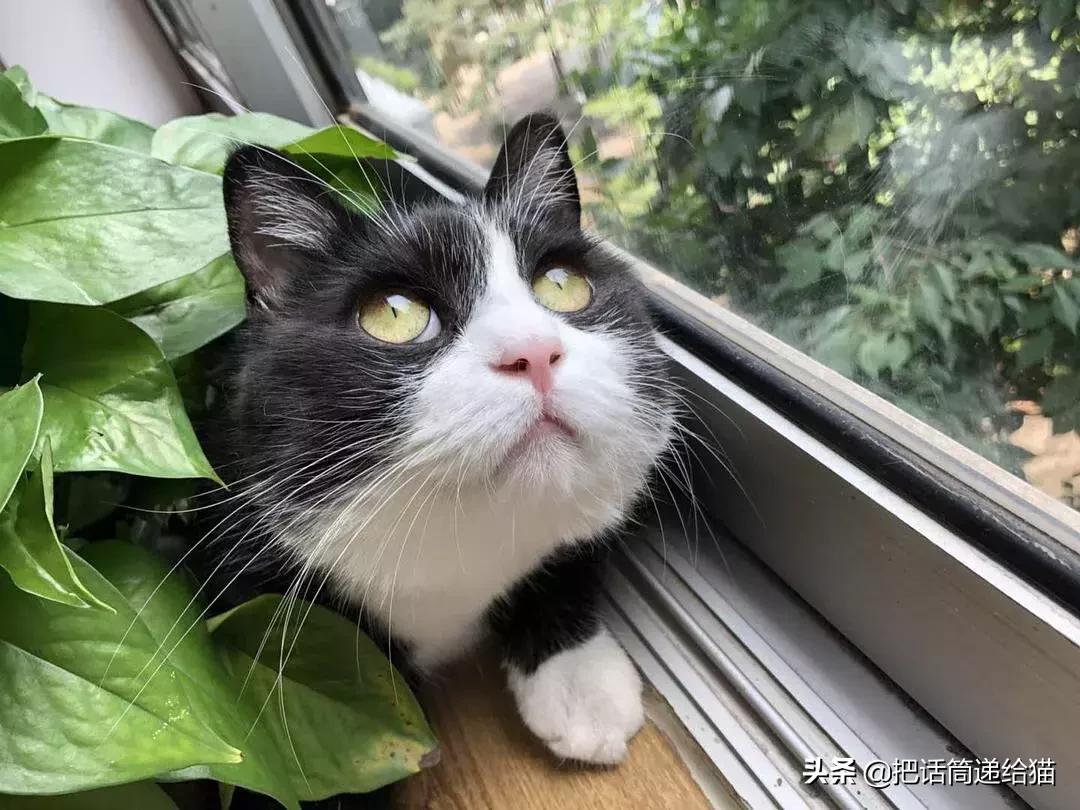 猫故事书籍,猫故事小说