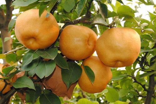 晚秋黄梨种植初次挂果几年,晚秋黄梨幼苗怎样管理