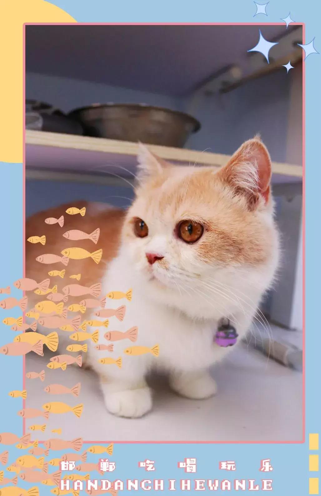 软萌暴击！邯郸这家高颜值猫咖上线，“吸猫”终于提上日程！