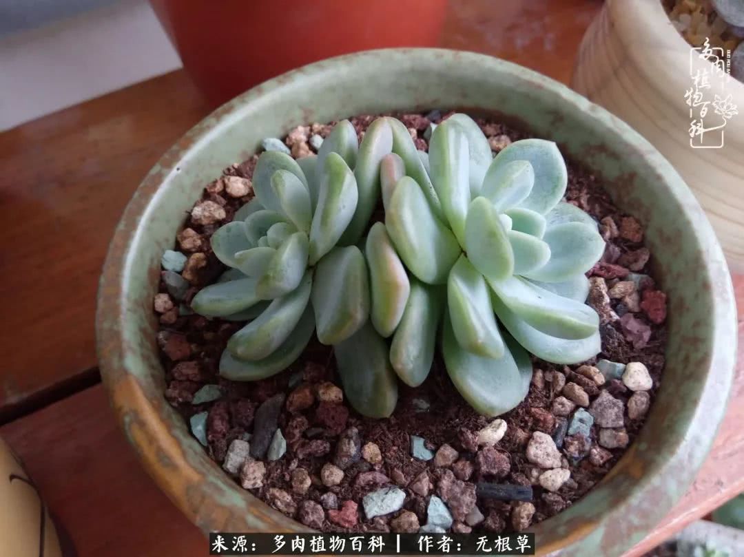 多肉寒冬中茁壮成长,多肉岁月的沉淀