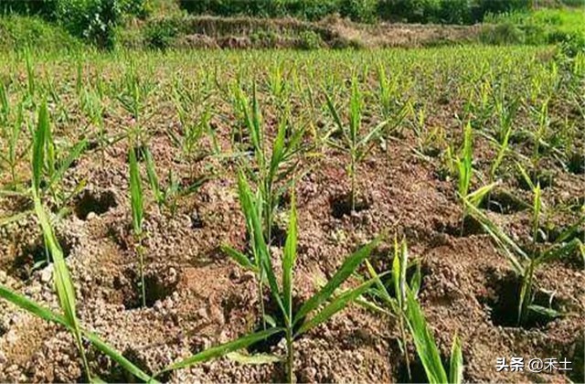 生姜生产主要栽培技术介绍如下,6米生姜大棚栽培技术视频教程