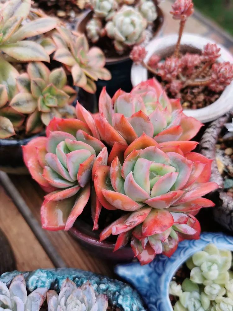 养多肉的人生感悟,人生如同养花