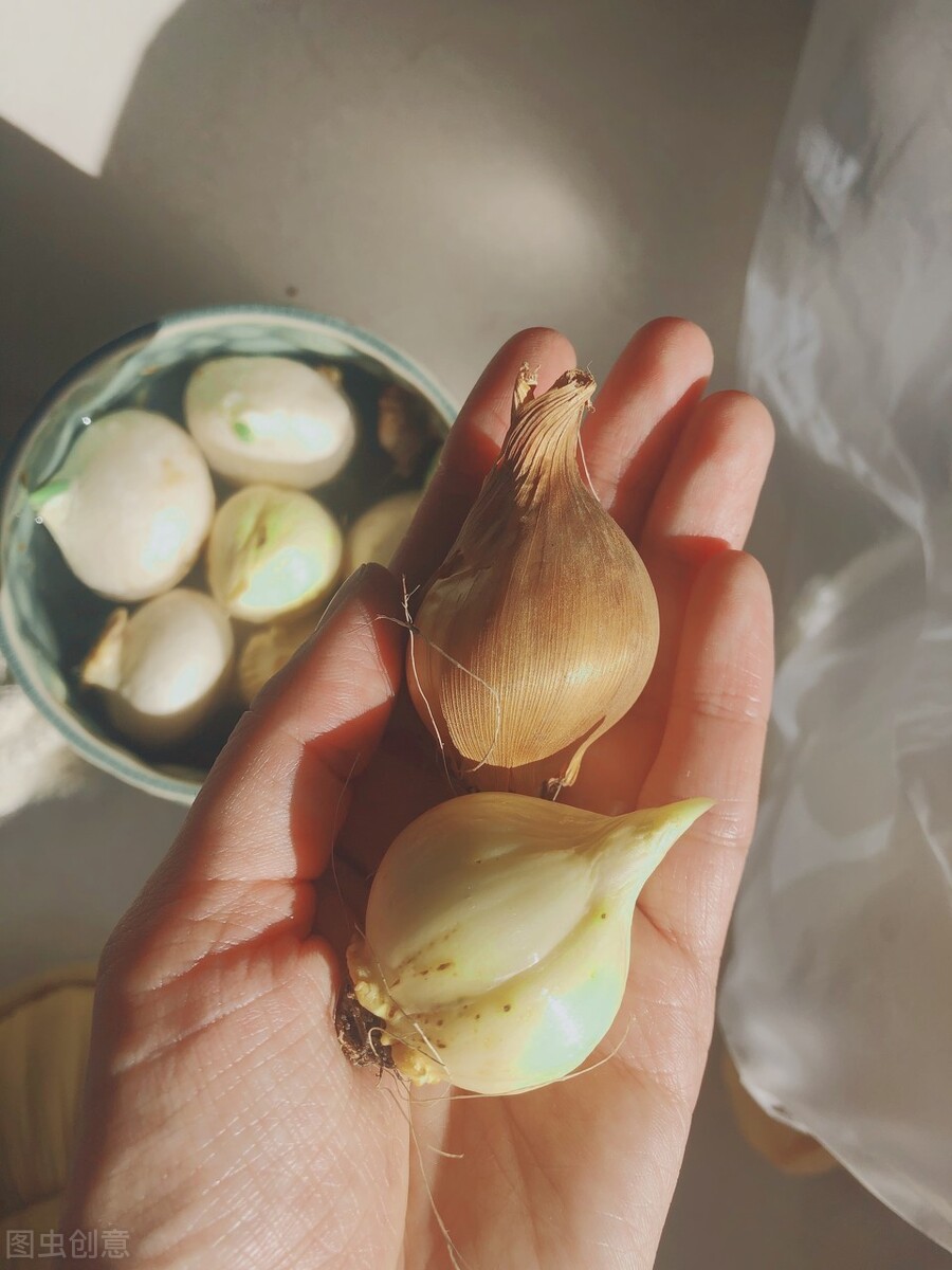 避免买花被坑,春天买花有什么坑