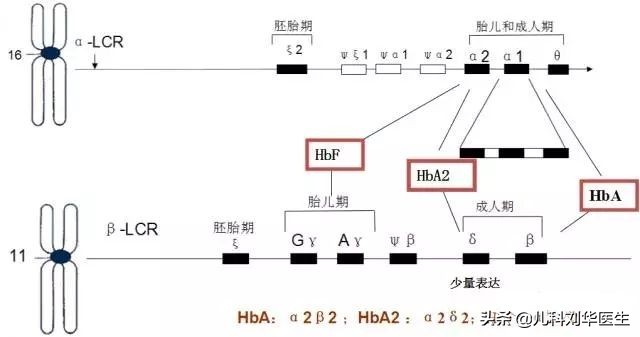 地中海贫血且缺铁的要补铁吗,轻度的地中海贫血会引起脾大吗
