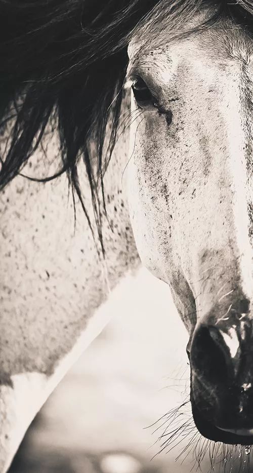 战马颜色,战马的区别