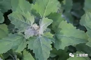 写观察记录什么植物能快速生长,观察植物时该如何观察