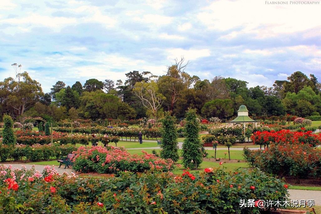 月季为什么黄叶带斑,月季浇水过多黄叶如何挽救