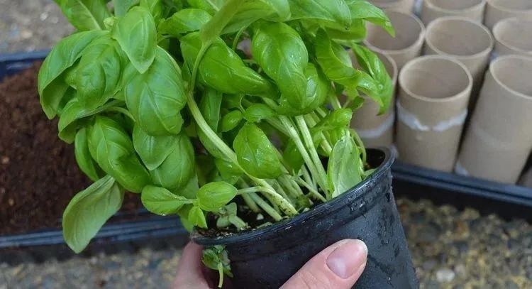 罗勒哪个品种用来做菜,罗勒调味品配方