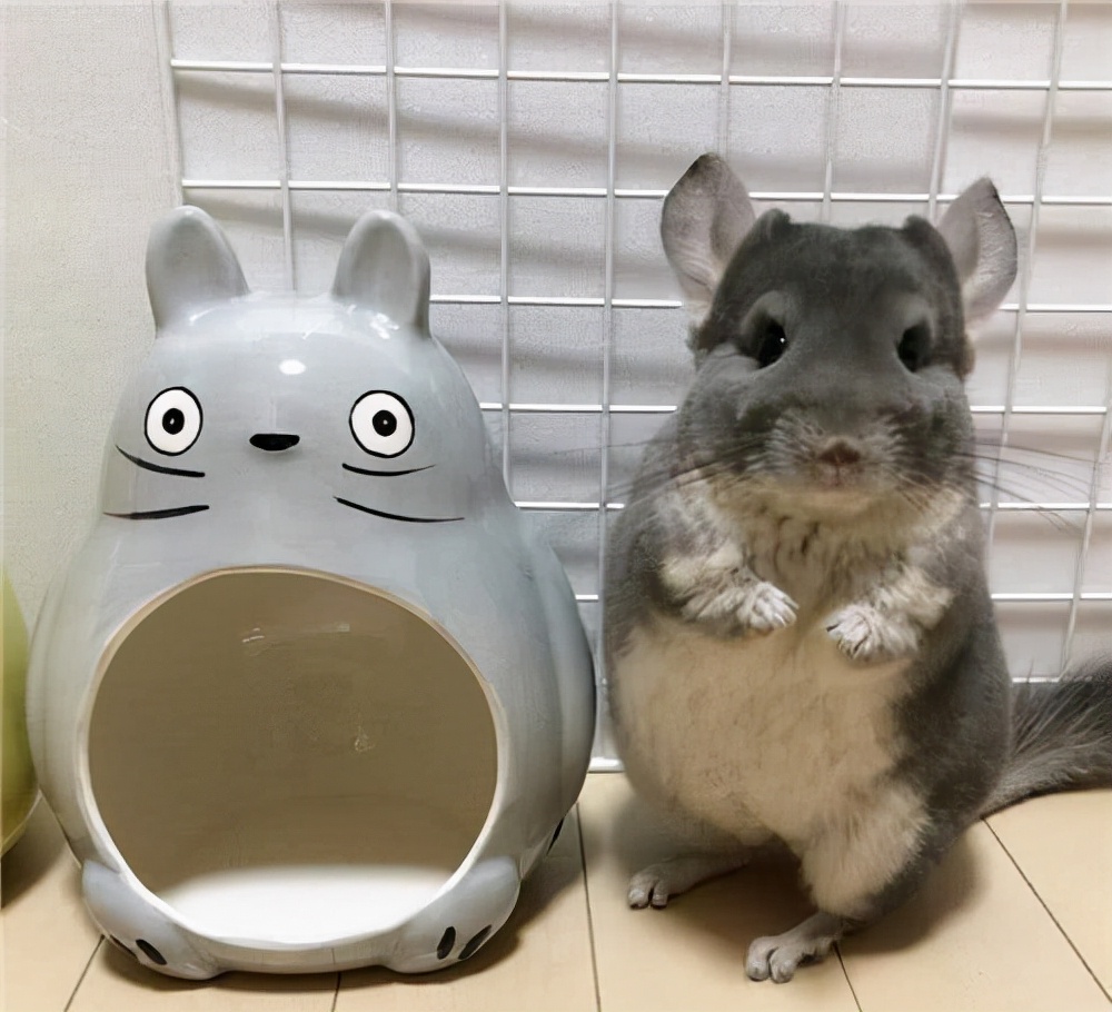 比较适合懒人养的宠物品种是什么,适合懒人养的六大便宜宠物