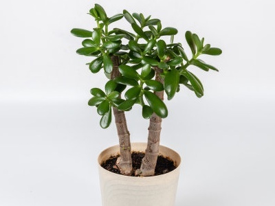 发财树黄土养殖,发财树怎么养殖