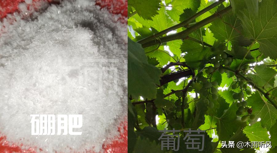 硼肥都有什么作用,硼肥加锌的作用